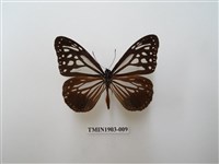 藏品(斯氏絹斑蝶)的圖片